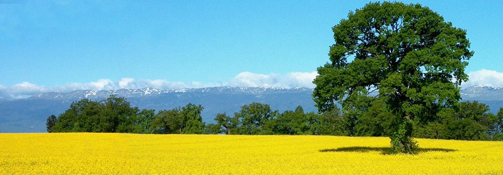 A rapeseed cultivation