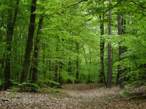 foresta