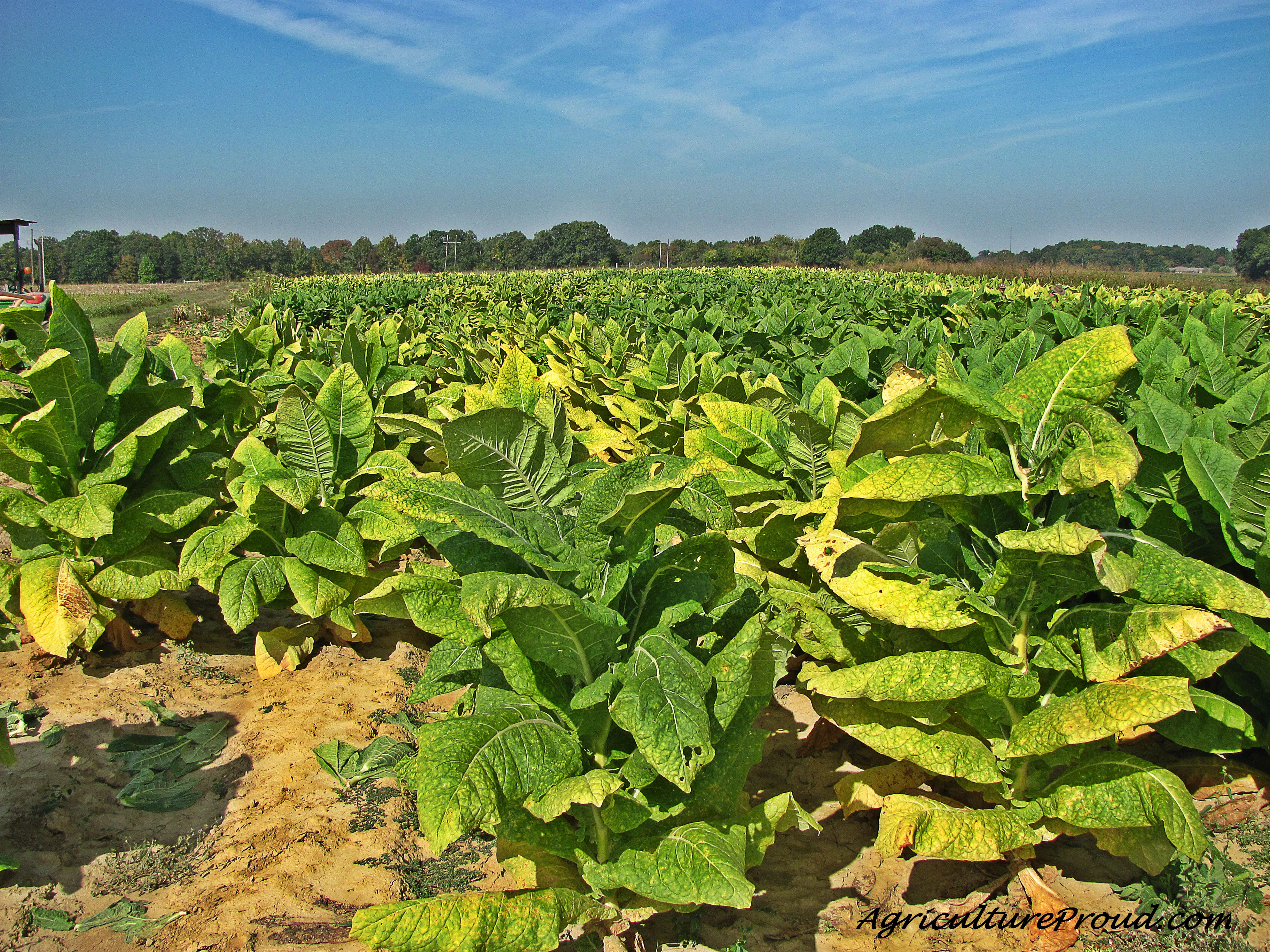 Una piantagione di tabacco Burley