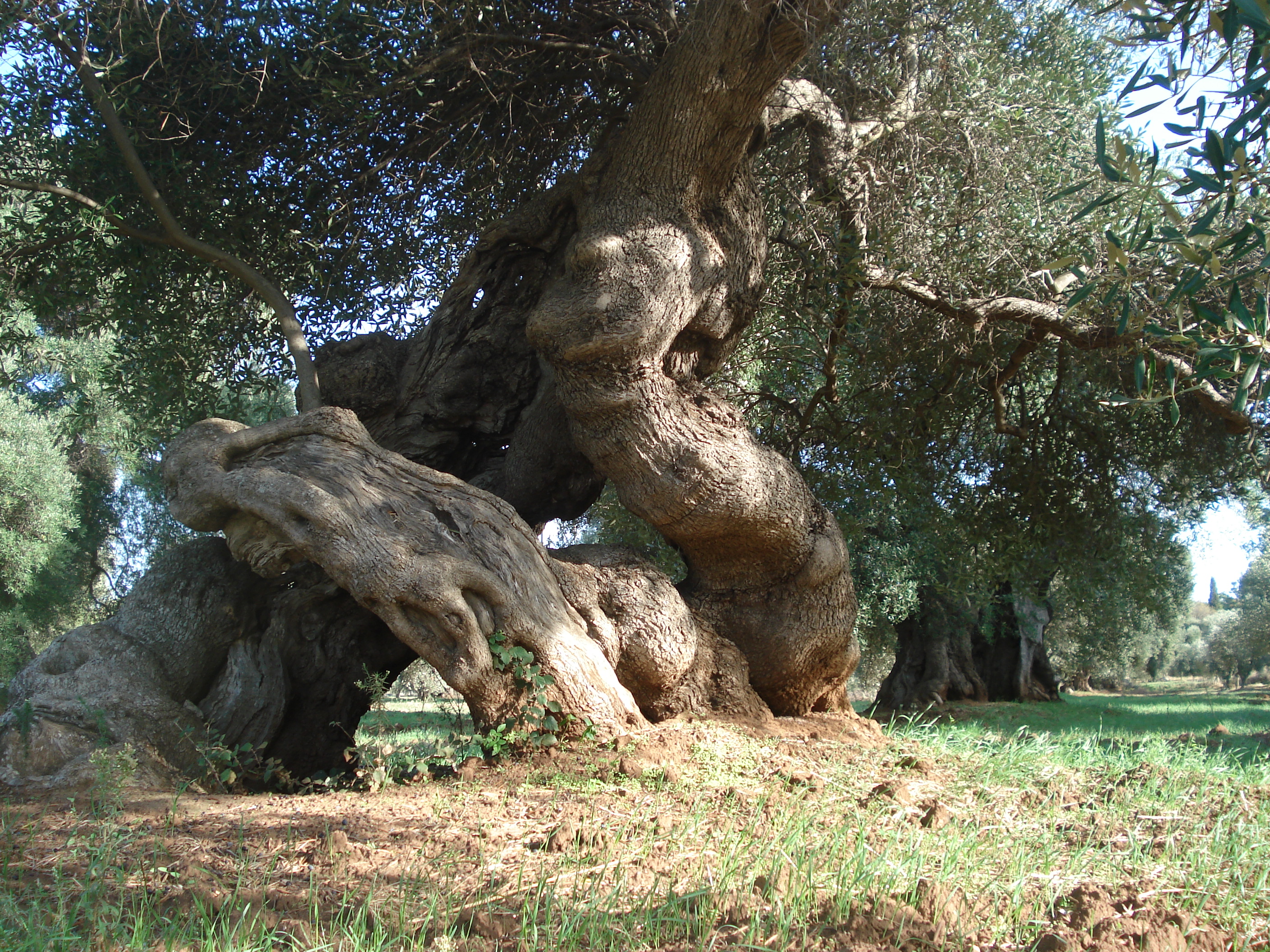 Xylella