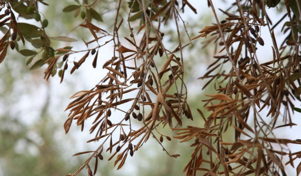 Xylella