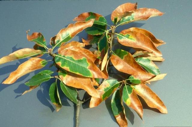 Xylella