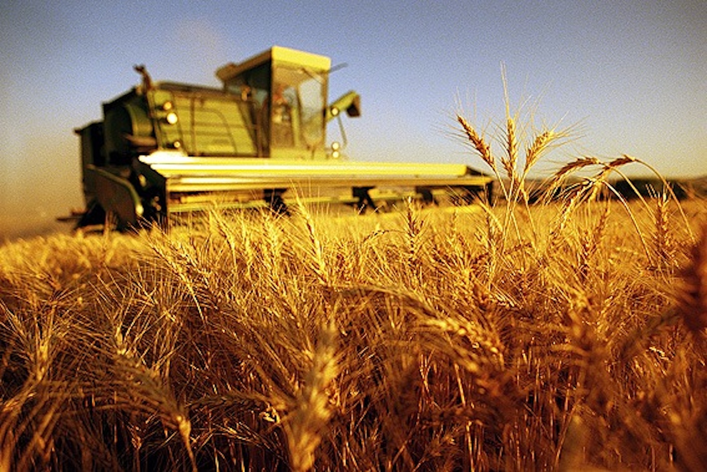 importazioni Grano Sicurezza Alimentare UE