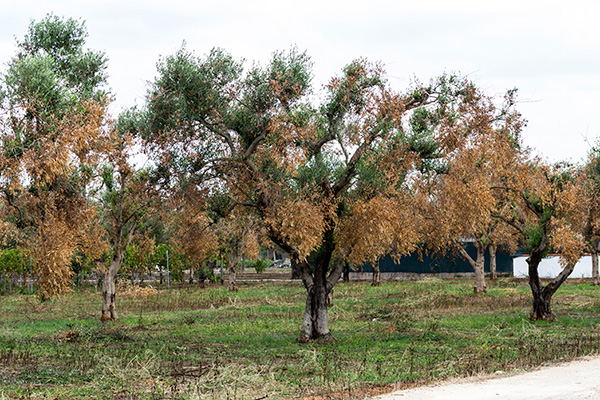 Xylella, puglia, commissione europea