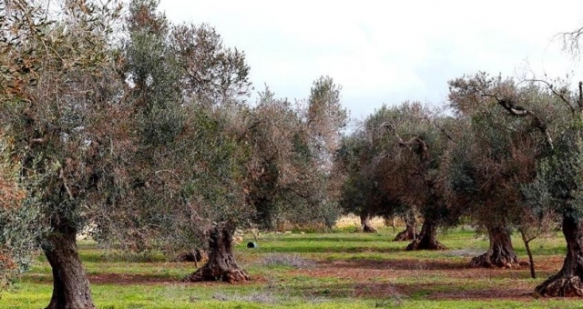 xylella