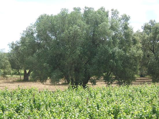 xylella