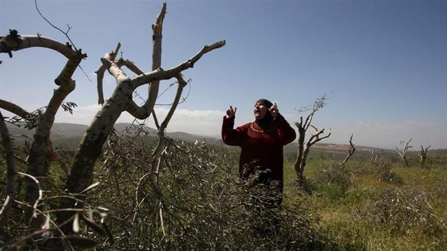 Una donna palestinese si dispera dopo l'eradicazione dei suoi olivi