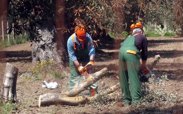 Xylella, corte di giustizia ue, tar lazio, ricorso