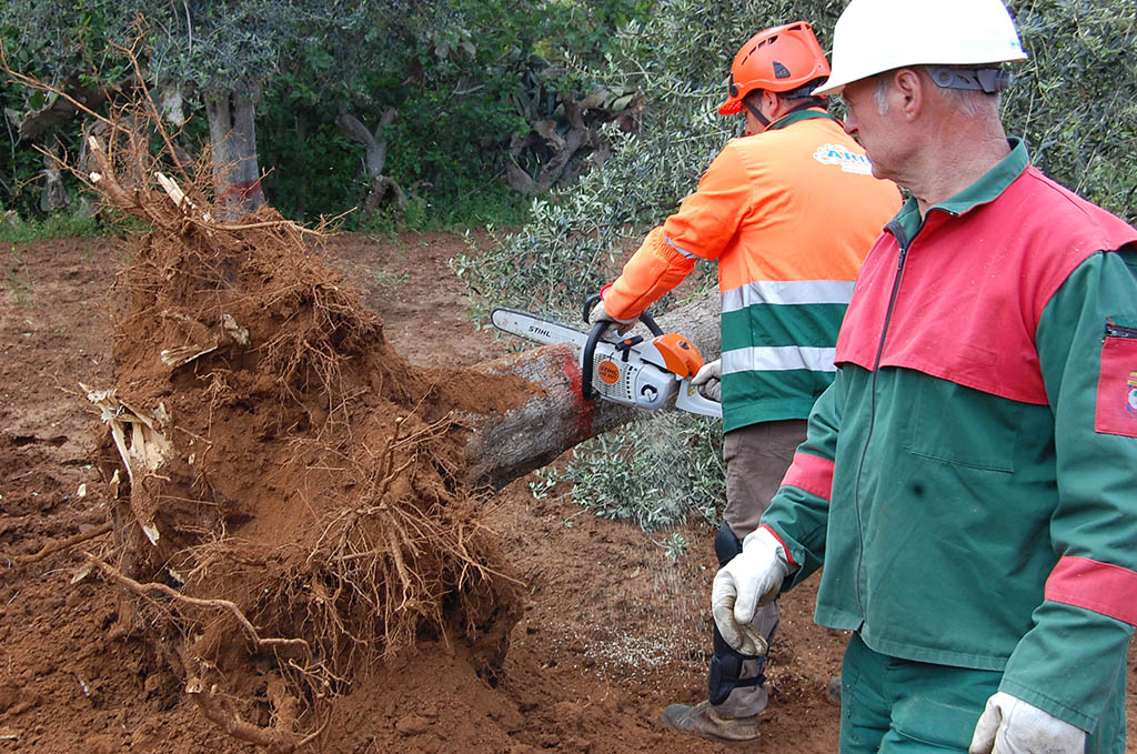 xylella abbattimenti commissione ue