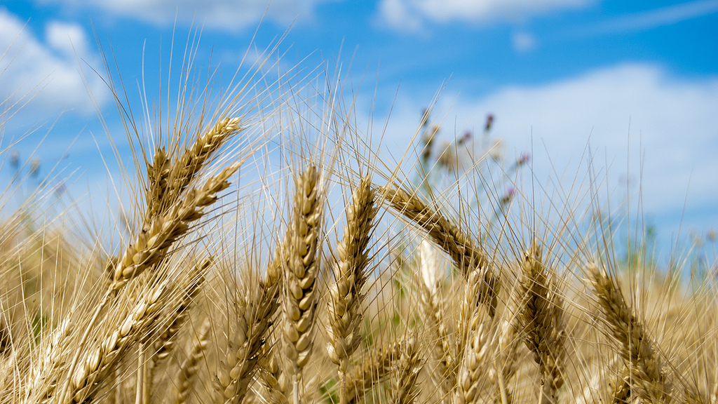 ucraina grano cereali