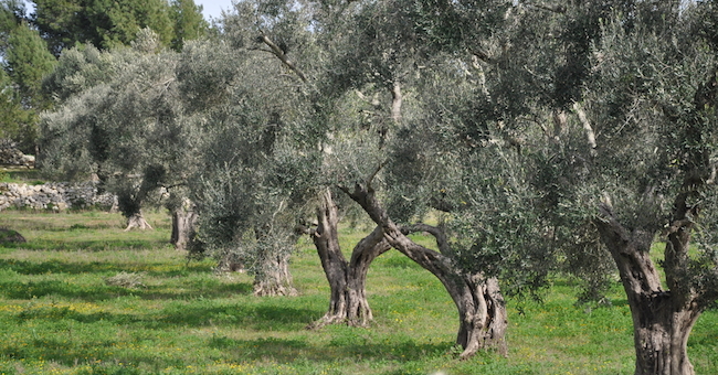 ulivi puglia xylella