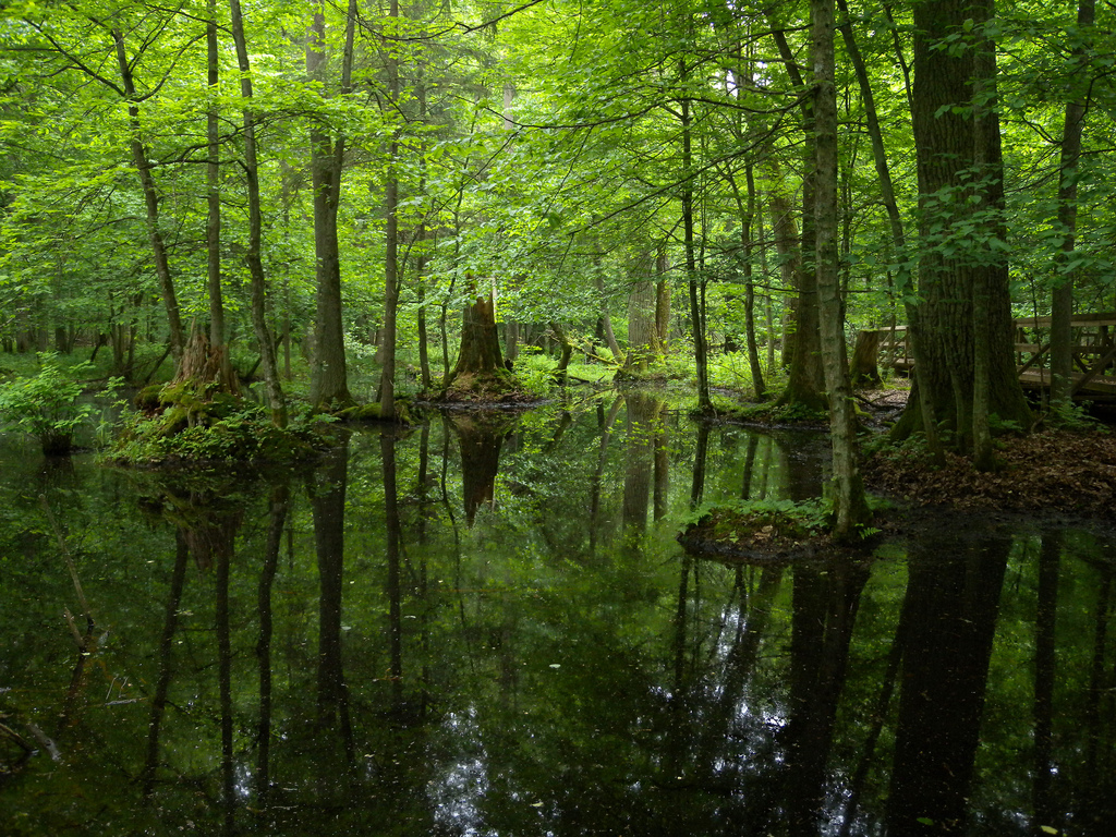 Foresta Białowieża Polonia