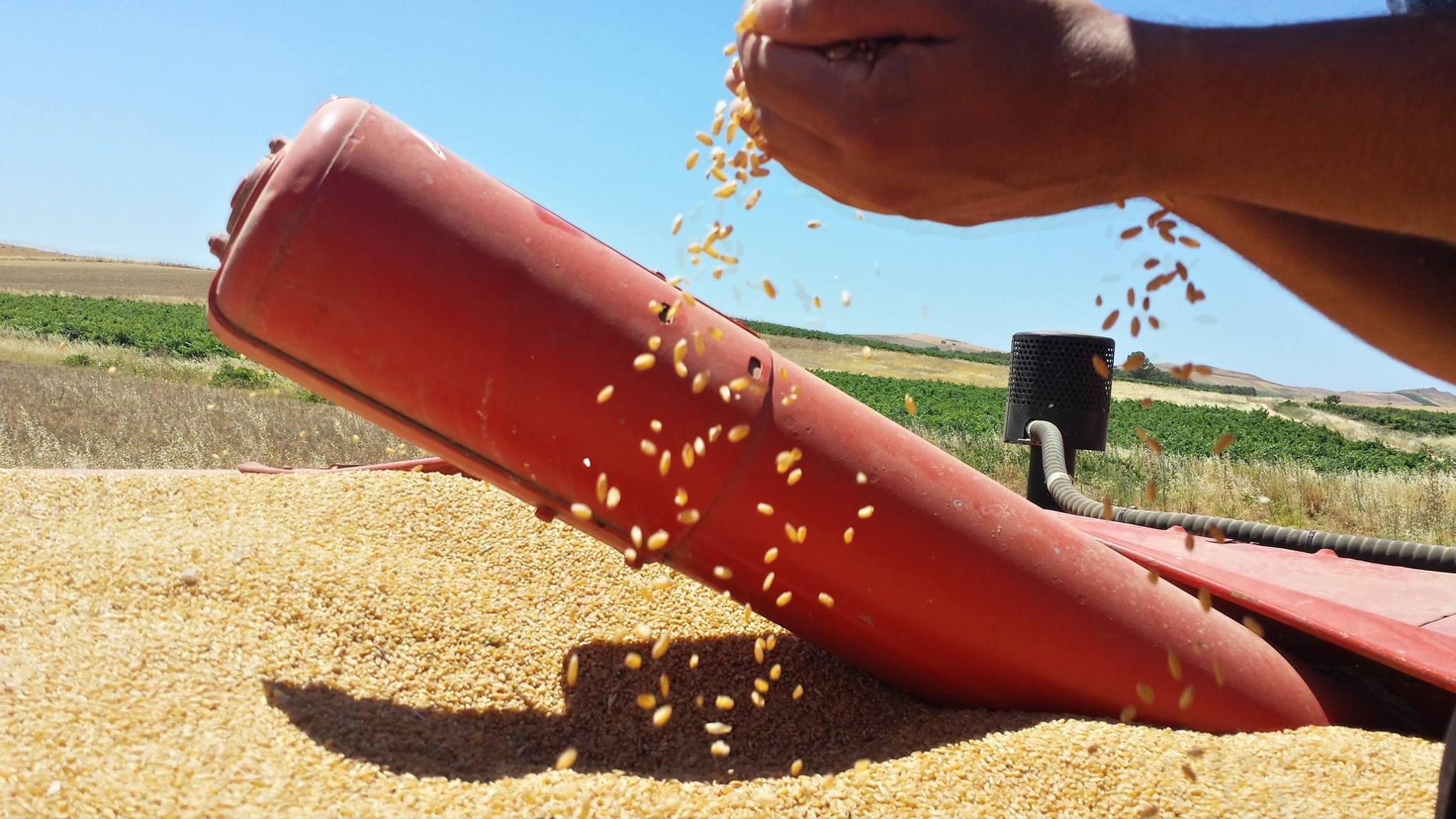 Grano Sicurezza Alimentare UE