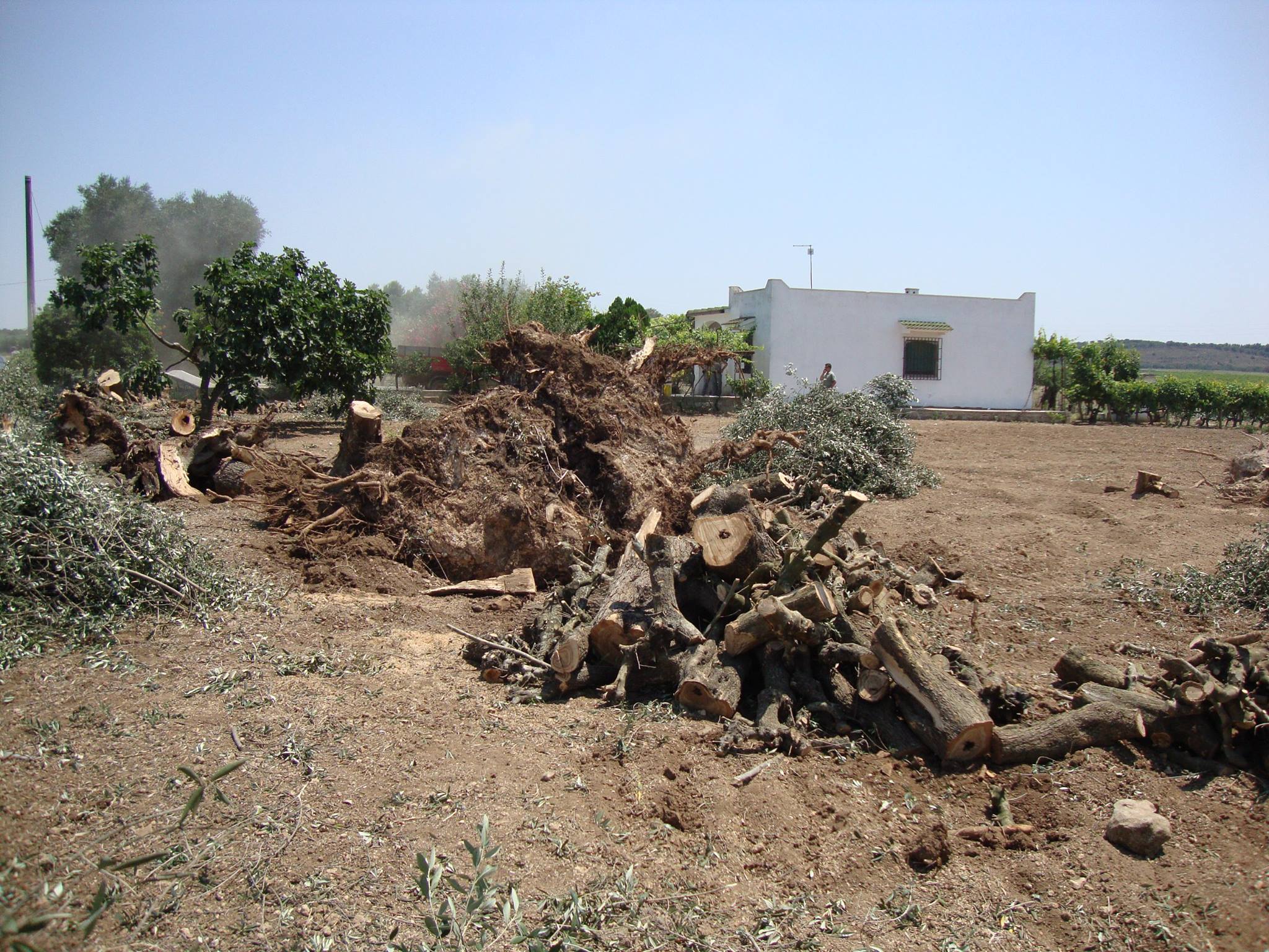 Xylella, eradicazione, puglia