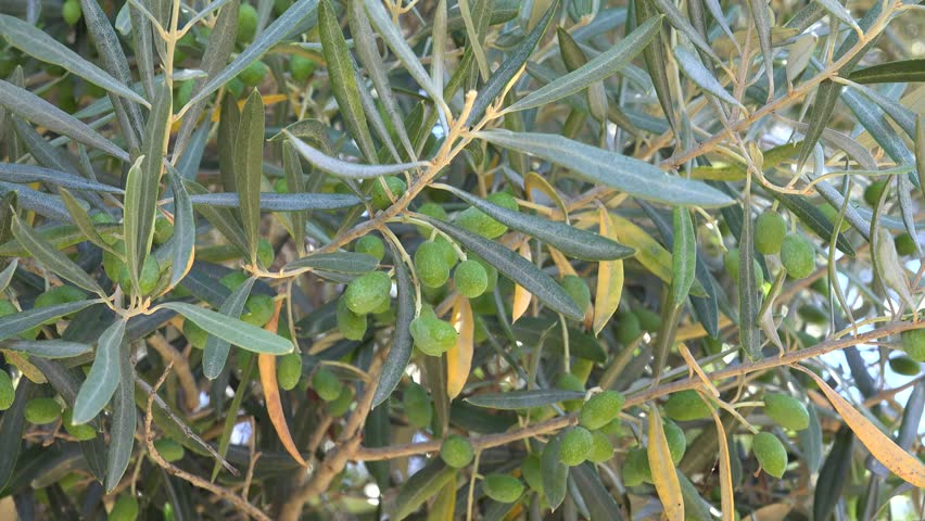 xylella api pesticidi