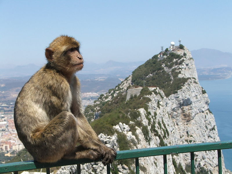 Una bertuccia a Gibilterra, con la rocca sullo sfondo. Secondo una credenza, fin quando questi animali vivranno sulla rocca, Gibilterra resterà sotto il controllo inglese