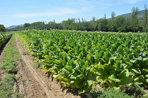 Piantagioni di tabacco