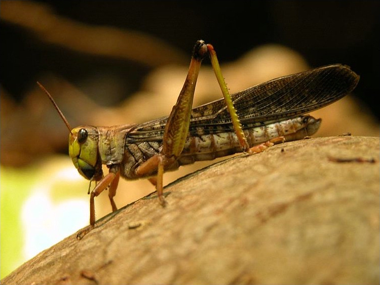 Locusta migratoria (Foto: Wikipedia)