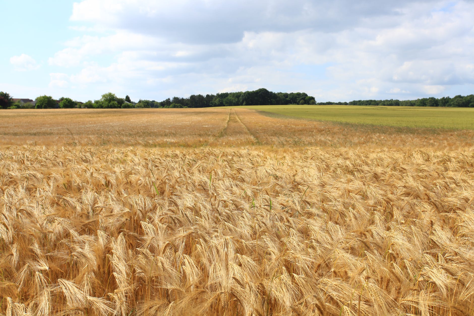 sicurezza alimentare ucraina