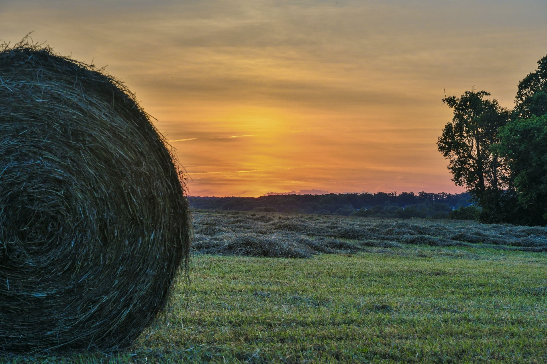 Farm to fork, sicurezza alimentare