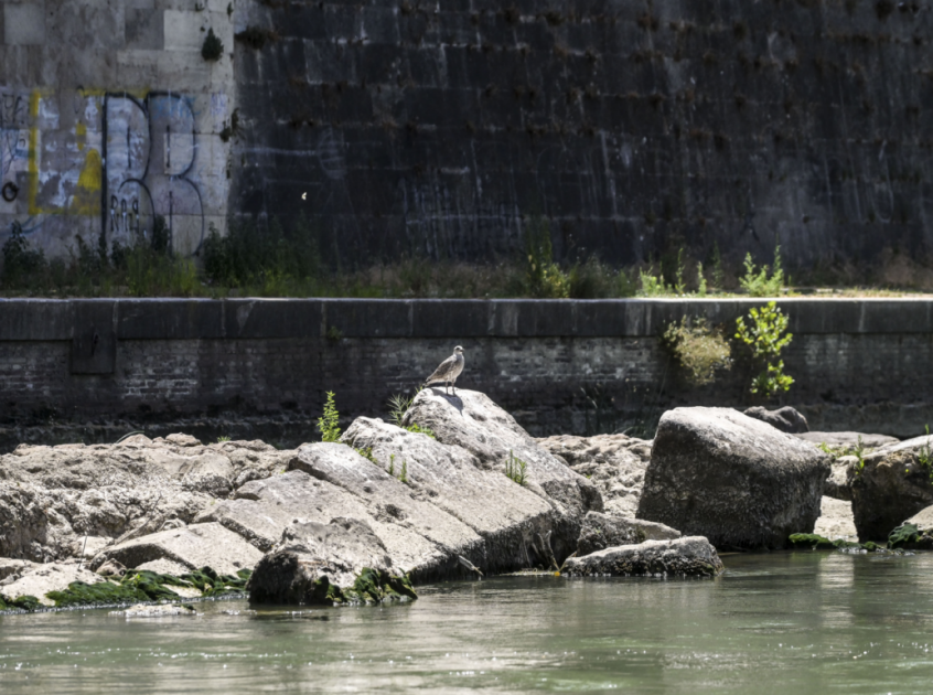 Roma. Dal Tevere riemerge l'antico ponte neroniano a causa della siccità che ha ridotto la portata e il livello del fiume [foto: imagoeconomica]