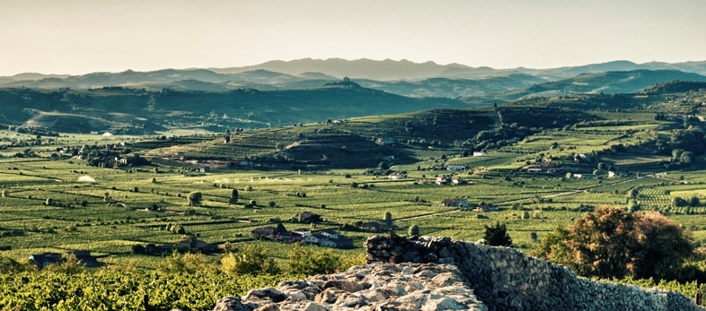 Vigneti del Soave. La Fao premia l'area per la sua importanza eco-sostenibile globale [foto: Wikimedia Commons]