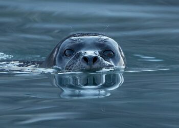 Foca nel porto