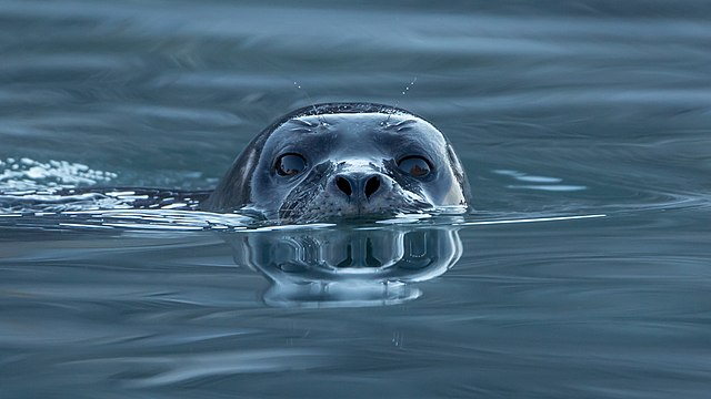 Foca nel porto