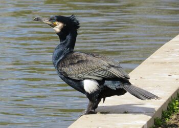 Un cormorano [Foto: MPF, Wikimedia Commons]