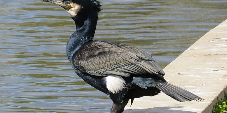 Un cormorano [Foto: MPF, Wikimedia Commons]